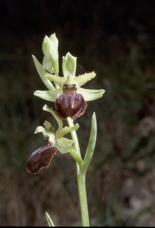 Orchidee in una villa vicino a Piediluco (Terni)